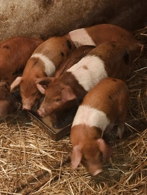 Purcei de 7 săptămâni, intarcati 