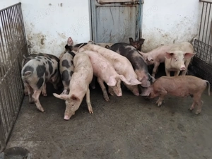 Vand purcei  - imagine 2