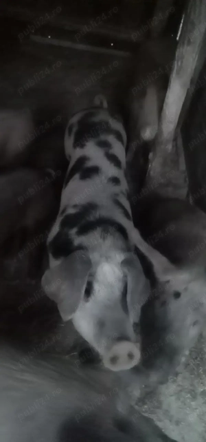 Vând 2 porcii unul la 125 kilograme și unul la 200 k 13 lei kilogramul  - imagine 4