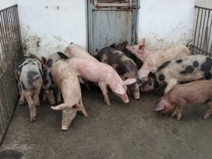 Vand purcei  - imagine 3