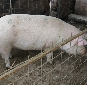 vind porc com  Mihai Viteazu 