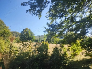 Vând teren în suprafață de 44.600 mp, dln localitatea Damiș, Bihor, Bihor - imagine 2