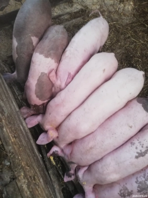 Vând purcei  - imagine 2