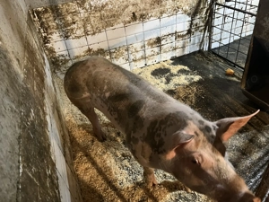 De vânzare pietrean belgian - imagine 2