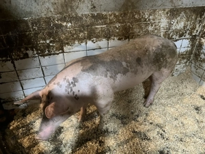 De vânzare pietrean belgian - imagine 3