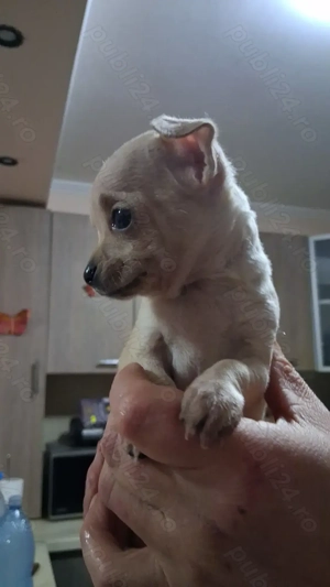 Catelusa chihuahua, 7 saptamani - imagine 2