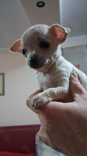 Catelusa chihuahua, 7 saptamani - imagine 3