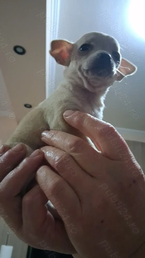 Catelusa chihuahua, 7 saptamani