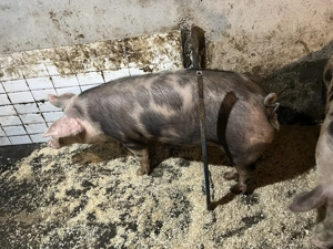 De vânzare purcei   - imagine 2