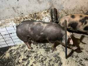 De vânzare purcei   - imagine 5