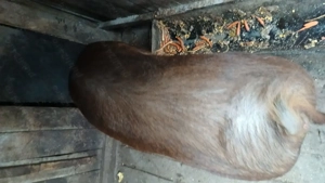 Porc de vânzare 180kg