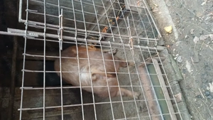 Porc de vânzare 180kg - imagine 4