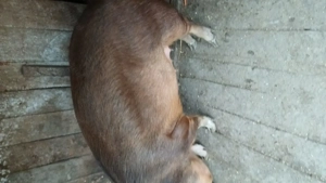 Porc de vânzare 180kg - imagine 2