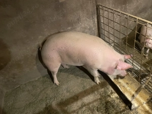 Vând porc  - imagine 2