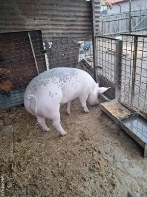 porc de vânzare  - imagine 2