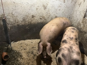 De vânzare porci - imagine 3
