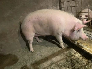 Vând porc  - imagine 3