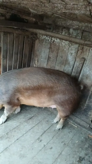 Porc de vânzare 180kg - imagine 6