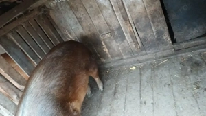 Porc de vânzare 180kg - imagine 3