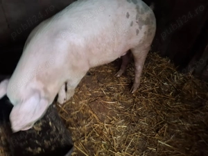 Vand porci crescuti cu furaje naturale 