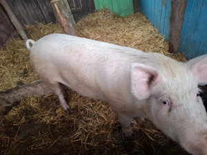 Vand porci crescuti cu furaje naturale  - imagine 2