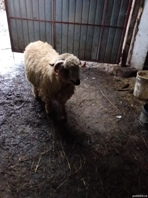 Vând berbec - imagine 2