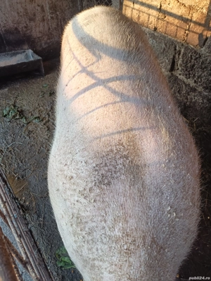 Vand Porc  - imagine 4