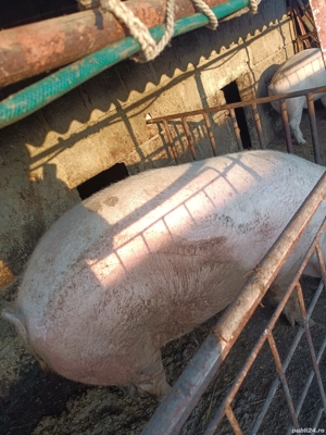 Vand Porc  - imagine 2