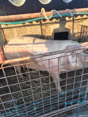 Vand Porc  - imagine 3