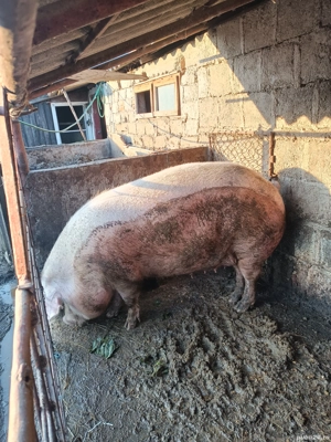 Vand Porc  - imagine 5