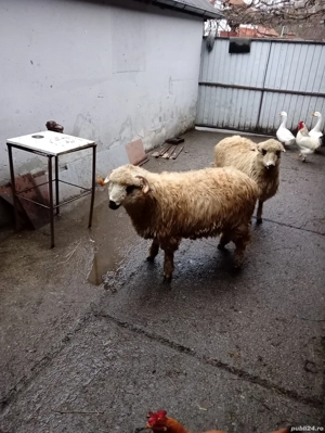 Vând berbec - imagine 3