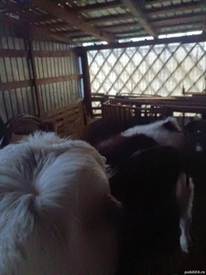 Vând pulpe de Vițel lapte - imagine 4