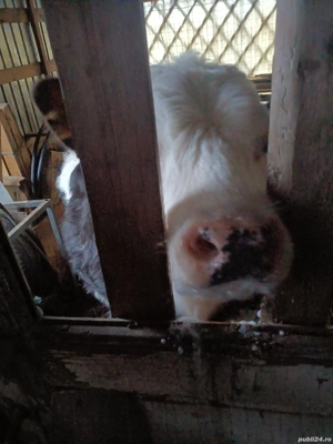 Vând pulpe de Vițel lapte - imagine 3