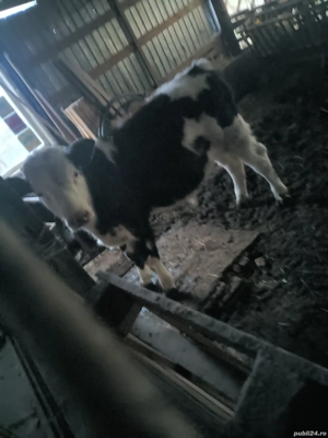 Vând pulpe de Vițel lapte