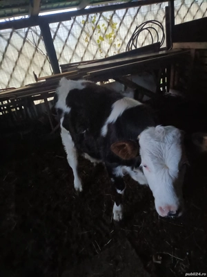 Vând pulpe de Vițel lapte - imagine 2