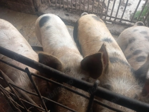 Vand porci 15 lei kg - imagine 5