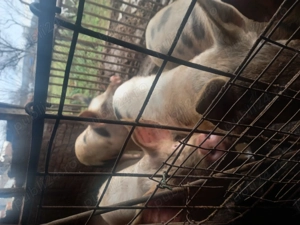 Vand porci 15 lei kg - imagine 6