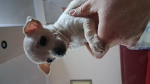 Catelusi jucusa f frumosa  - imagine 2