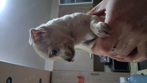 Catelusi jucusa f frumosa  - imagine 3