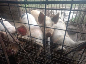 Vand porci 15 lei kg - imagine 7