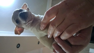 Catelusi jucusa f frumosa 