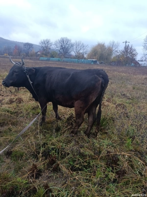 Vand Vaca pt sacrificare - imagine 2