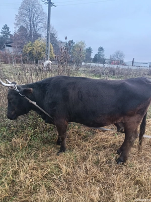 Vand Vaca pt sacrificare - imagine 3