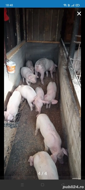 porci de rasa  - imagine 2