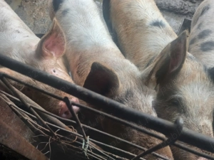 Vand porci 15 lei kg - imagine 2