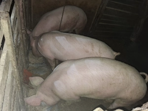 porci de vânzare  - imagine 2