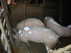 porci de vânzare  - imagine 4