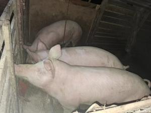 porci de vânzare  - imagine 3