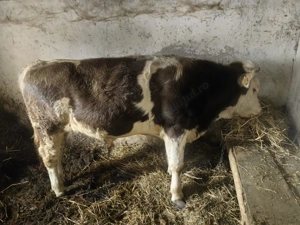 Se vinde carcasa taur sfert  jumate!!! 30-35 lei negociabil  - imagine 2