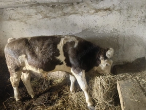 Se vinde carcasa taur sfert  jumate!!! 30-35 lei negociabil 